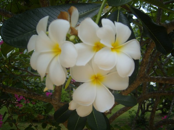 Растения Таиланда (латинские названия + фото)